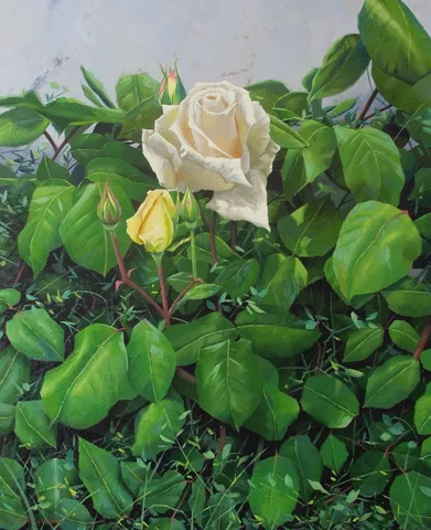 FATİH KARAKAŞ — “Beyaz Gül”, 2014 "Beyaz Gül" eseri FATİH KARAKAŞ tarafından 2014 yılında 80x65 cm ölçülerinde Tuval üzeri yağlı boya tekniği ile yapılmıştır.