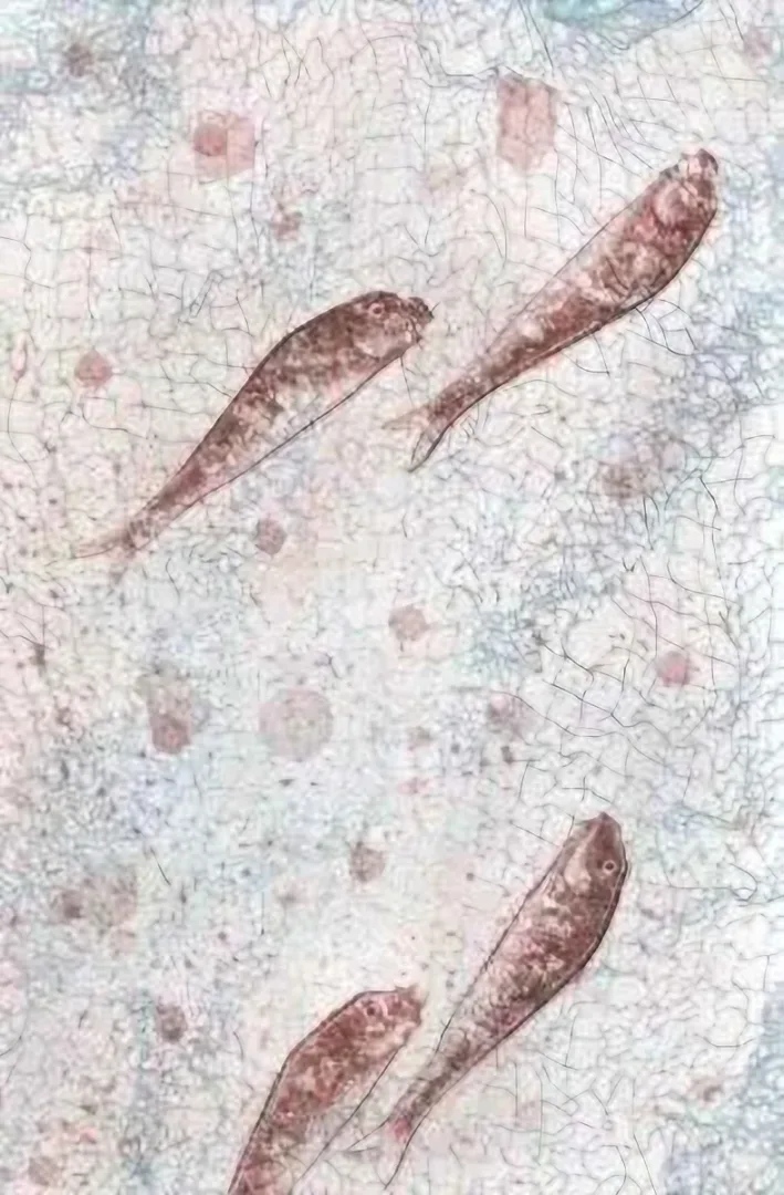 FATİH MİKA — isimsiz