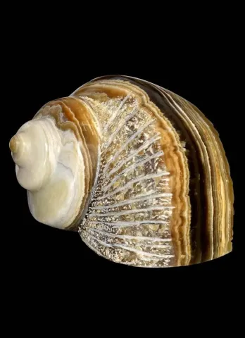 SIRMA YILDIZ — “Denizden-II”, 2014 "Denizden-II" eseri SIRMA YILDIZ tarafından 2014 yılında 30x23x23 cm ölçülerinde Onyx tekniği ile yapılmıştır.