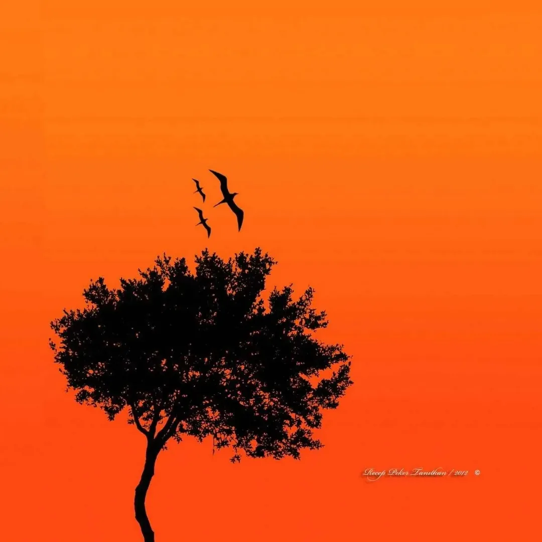 RECEP PEKER TANITKAN — “isimsiz”, 2015 "isimsiz" eseri RECEP PEKER TANITKAN tarafından 2015 yılında 25x25 cm ölçülerinde Fotoğraf tekniği ile yapılmıştır.