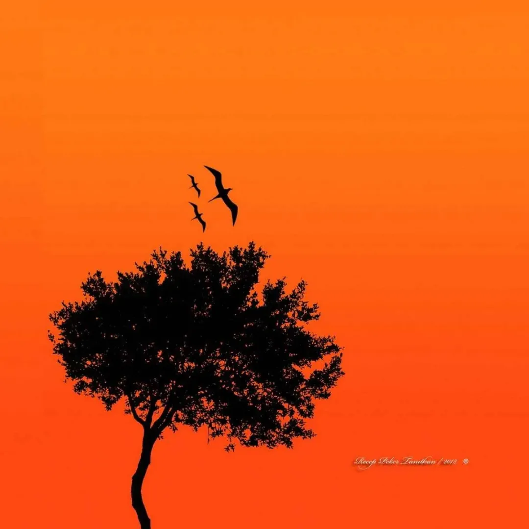 RECEP PEKER TANITKAN — “isimsiz”, 2015 "isimsiz" eseri RECEP PEKER TANITKAN tarafından 2015 yılında 25x25 cm ölçülerinde Fotoğraf tekniği ile yapılmıştır.