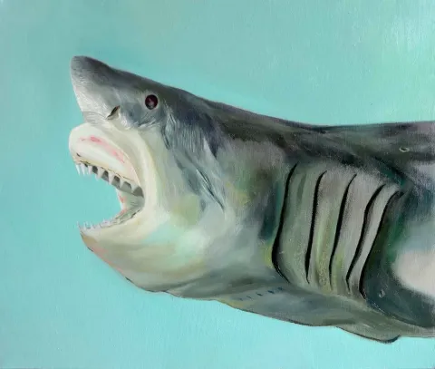 "Shark" eseri ŞEYMA BAŞARAN tarafından 2018 yılında 50x60 cm ölçülerinde Tuval üzeri yağlı boya tekniği ile yapılmıştır.