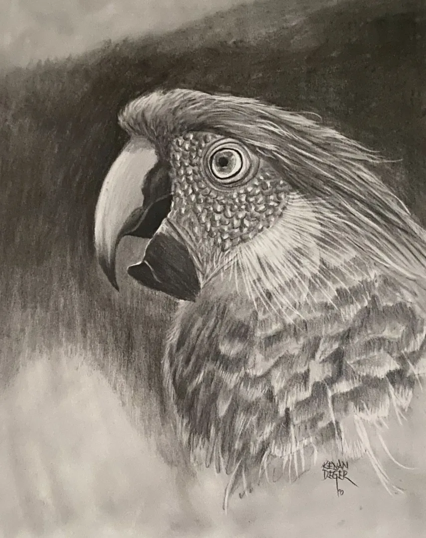 yakınlaştır "Papağan" eseri KENAN DEĞER tarafından 1990 yılında 56x45 cm ölçülerinde Kağıt üzeri kurşun kalem tekniği ile yapılmıştır.