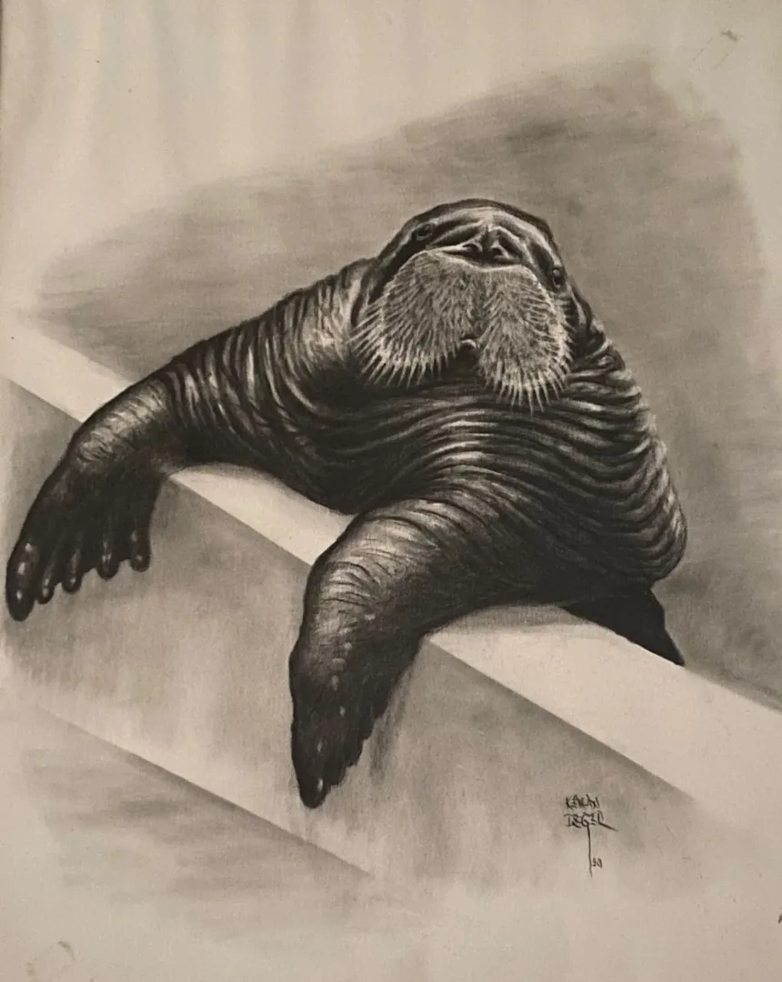 "Fok Balığı" eseri KENAN DEĞER tarafından 1990 yılında 56x45 cm ölçülerinde Kağıt üzeri kurşun kalem tekniği ile yapılmıştır.