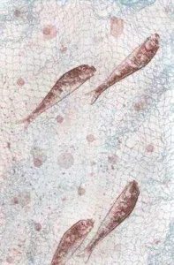 FATİH MİKA tarafından yapılmıştır.