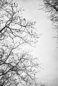 SEDA DİNÇAY tarafından 90x60 cm ölçülerinde Dijital baskı tekniği ile yapılmıştır.