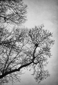 SEDA DİNÇAY tarafından 90x60 cm ölçülerinde Dijital baskı tekniği ile yapılmıştır.