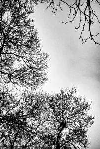 SEDA DİNÇAY tarafından 90x60 cm ölçülerinde Dijital baskı tekniği ile yapılmıştır.