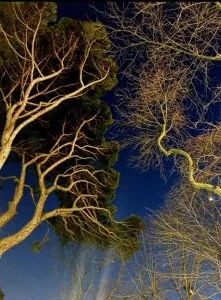 SEDA DİNÇAY tarafından 90x60 cm ölçülerinde Dijital baskı tekniği ile yapılmıştır.