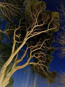 SEDA DİNÇAY tarafından 90x60 cm ölçülerinde Dijital baskı tekniği ile yapılmıştır.