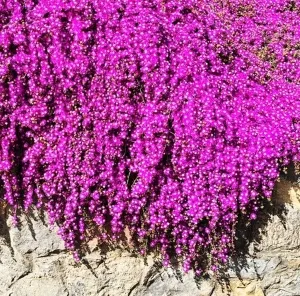 SEDA DİNÇAY tarafından 60x60 cm ölçülerinde Dijital baskı tekniği ile yapılmıştır.